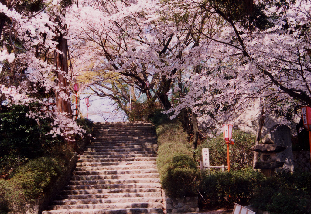延命公園の桜