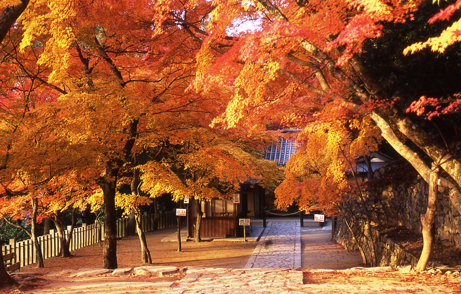 秋が深まる季節、永源寺の紅葉の風景です。