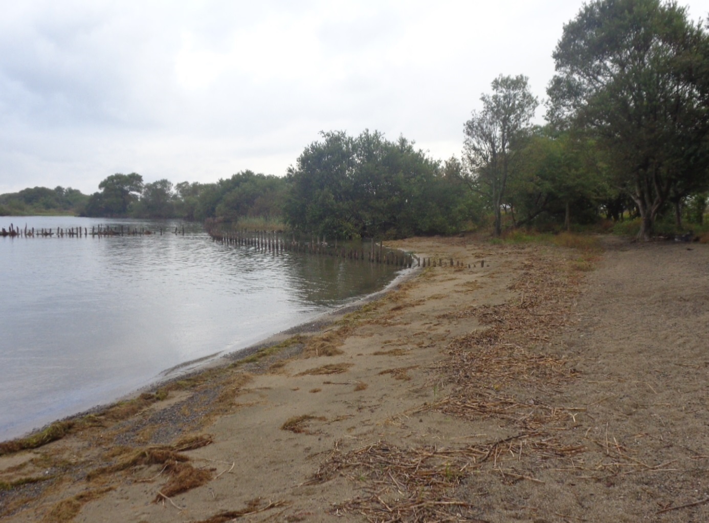  清掃前の琵琶湖岸（栗見出在家町地先)写真