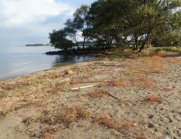  清掃前の琵琶湖岸（栗見新田町地先） 写真