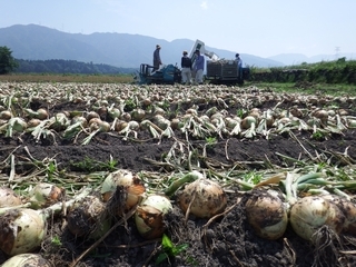 写真:畑の上に置かれているたくさんのたまねぎ