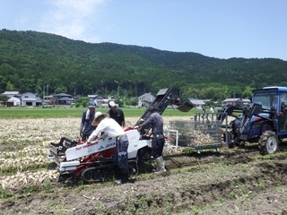写真:機械を使って玉ねぎを収穫している様子1