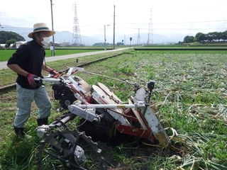 写真:機械を使って玉ねぎを収穫している様子3