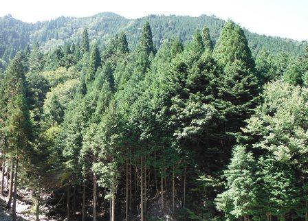写真：保安林