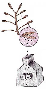 イラスト：菜種の収穫と菜種油を採る様子