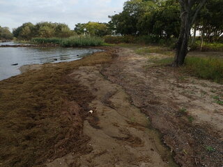 清掃前の琵琶湖岸（栗見出在家町地先)写真1