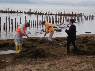 ヨシや水草を集めます写真1