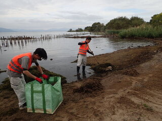 ヨシや水草を集めます写真2