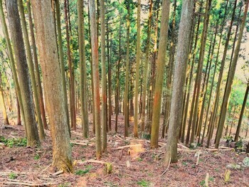 整備後の森林