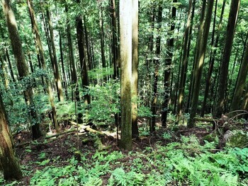 整備前の森林