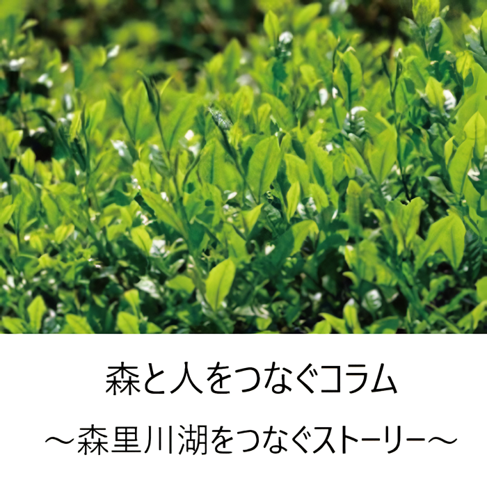 コラム