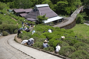 政所茶摘みの様子
