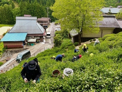 政所茶