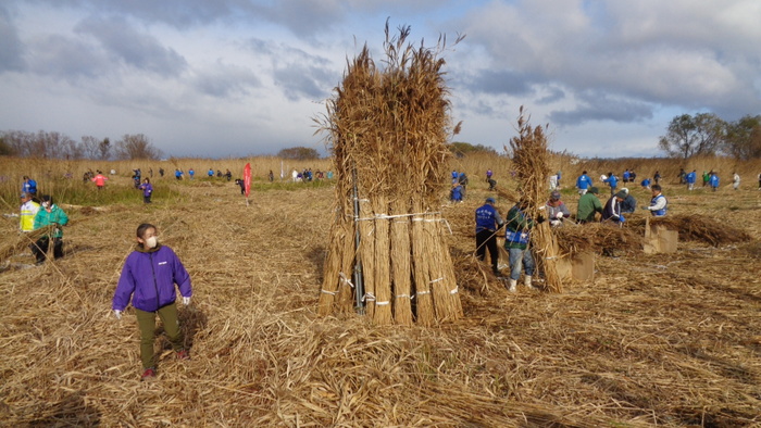 写真:2024年度のヨシ刈りの様子