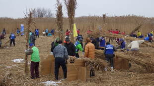 ヨシ刈り　作業風景