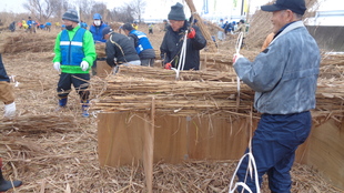 ヨシ刈り　作業風景