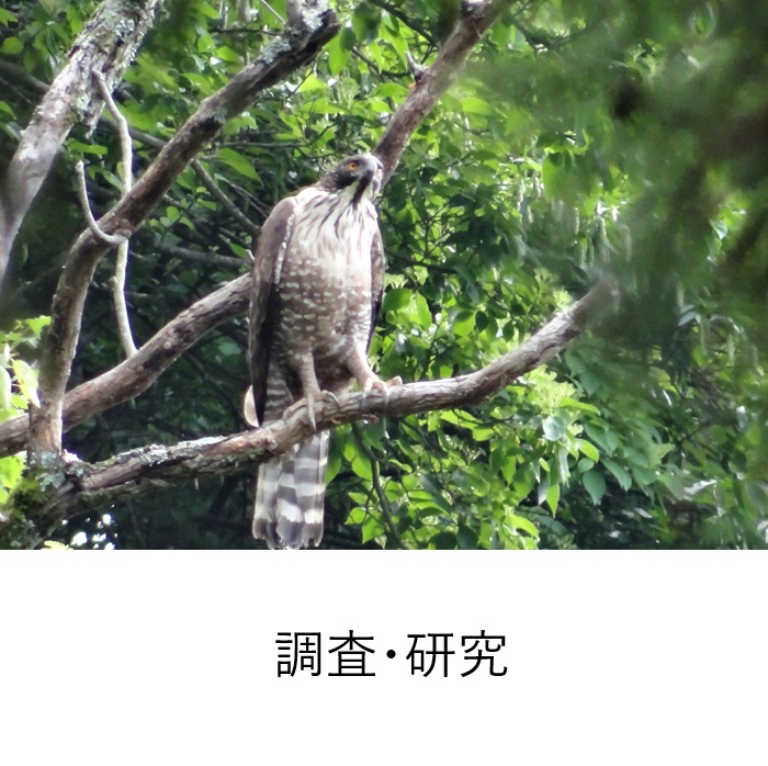 森の文化フィールドミュージアムが目指す未来