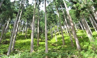 写真：間伐が適切に実施された森林