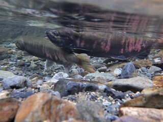 写真：ビワマスの産卵行動（渋川）