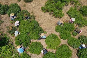 茶摘みの風景の写真