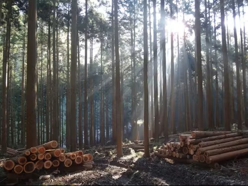 山の朝の木漏れ日の写真です。