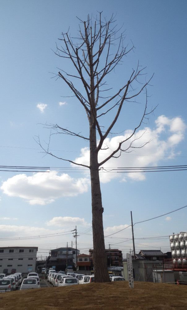 写真：イチョウ