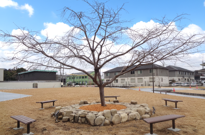 写真：永源寺桜