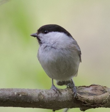 春の植物観察会