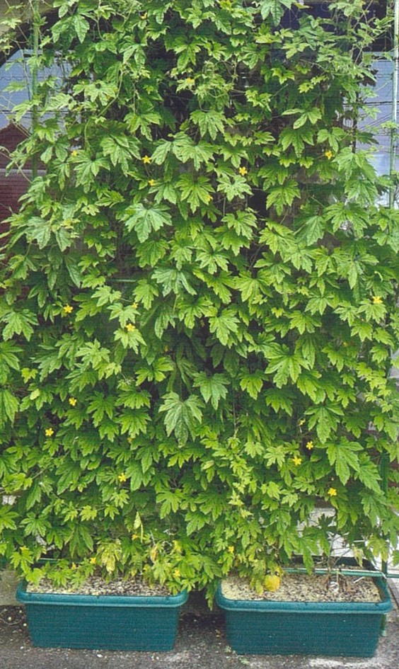 令和7年度ゴーヤ育成モニター写真