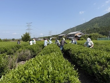 お茶栽培