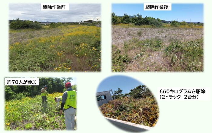 オオキンケイギク駆除作業