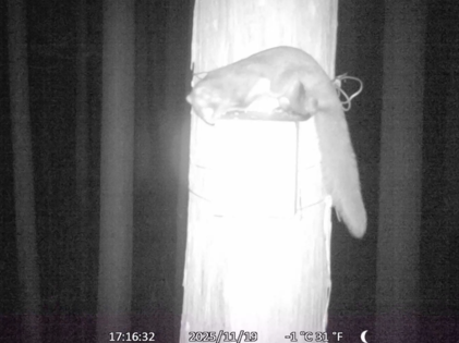 センサーカメラに写った動物を紹介します｜東近江市ホームページ
