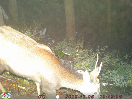 センサーカメラに写った動物を紹介します｜東近江市ホームページ