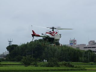 写真：畑の上を飛びながら肥料を散布する無人ヘリ