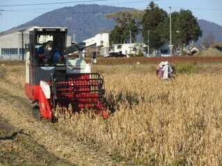写真：畑を進むコンバイン
