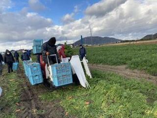写真：ニンジン畑を進む収穫機