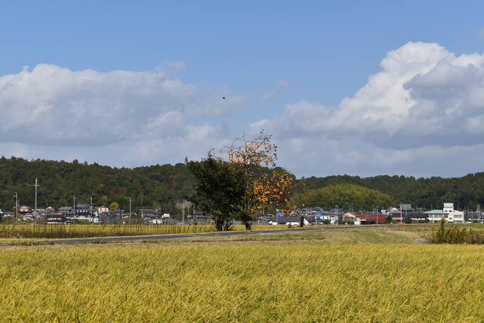 蒲生地区の御代参街道の風景