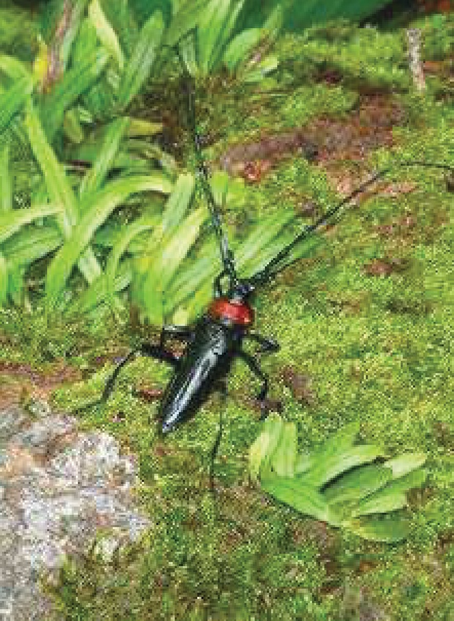 クビアカツヤカミキリの写真。体長2.5センチ～4センチ、全体的に光沢のある黒色で、胸部（首部）が赤いのが特徴です。