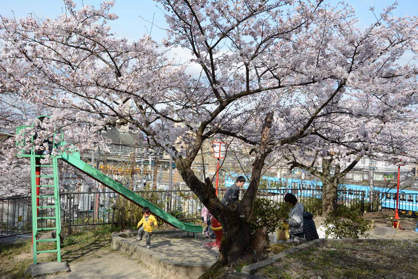 延命公園の桜（八日市松尾町）