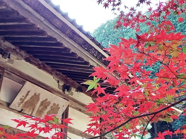 瓦屋禅寺経蔵とモミジの写真です。