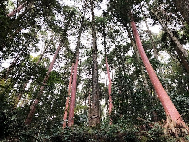 瓦屋禅寺の境内林の写真です。