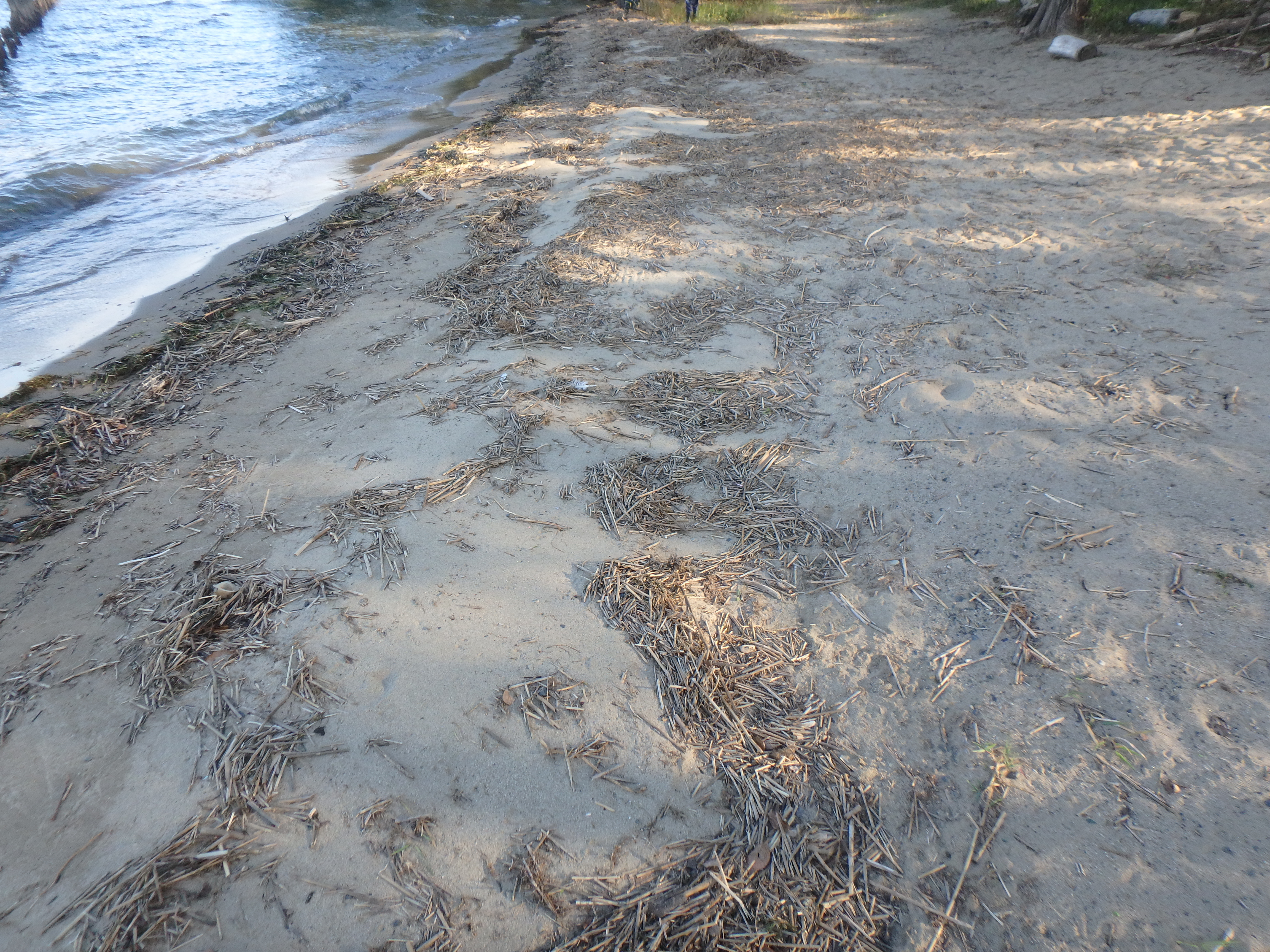 清掃前の琵琶湖岸の写真